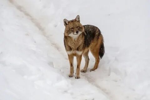 Ростовские шакалы