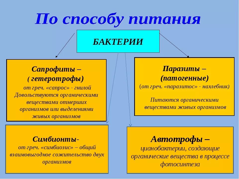 Что такое гетеротрофный тип питания. Питание бактерий гетеротрофы сапрофиты. типы питания гетеротрофы сапрофиты, паразиты. типы питания гетеротрофы сапрофиты. бактерии сапрофиты.