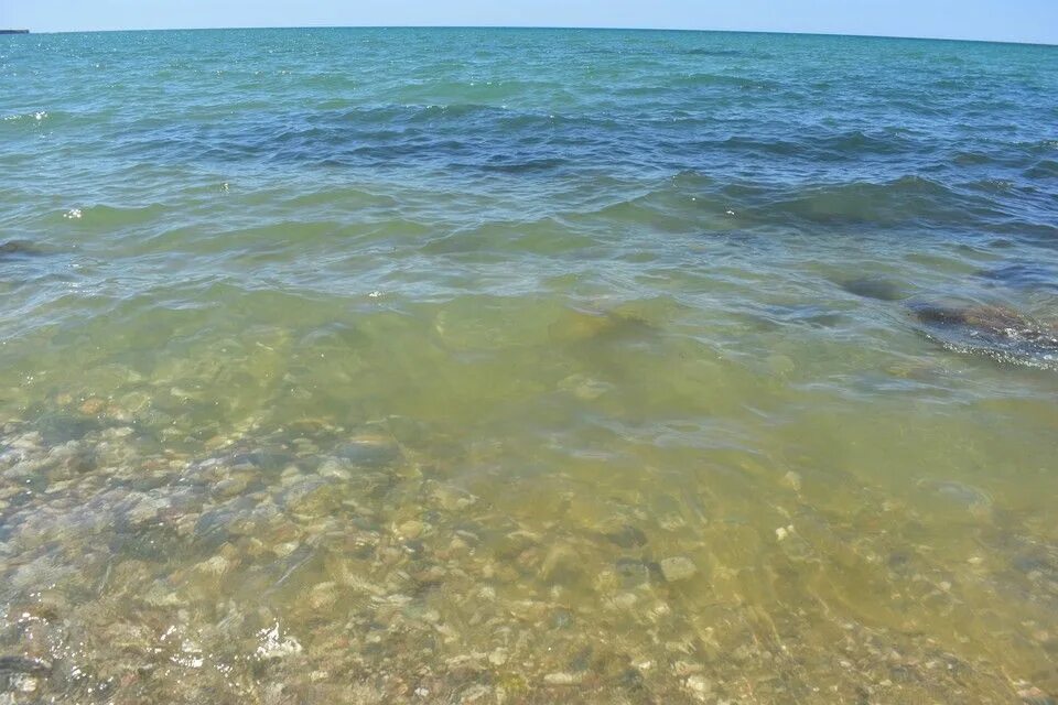 Температура воды в черном в алуште. Феодосия Азовское море. Черное море Феодосия. Азовское море цветет. Черное и Азовское море.