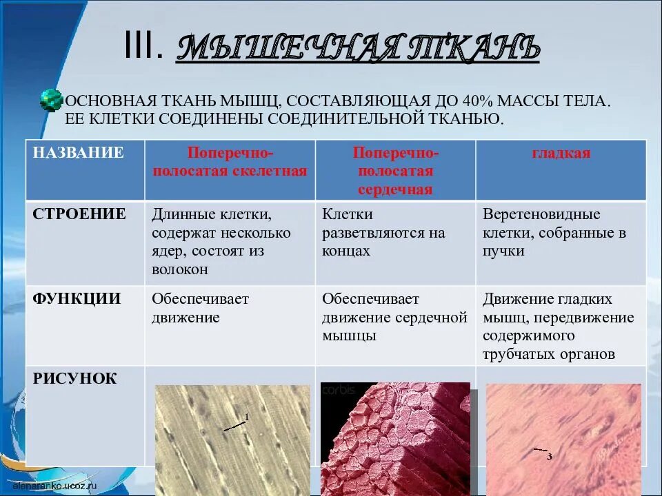 Функции каждой ткани человека. Мышечная ткань особенности строения и функции. мышечная ткань строение функции расположение. особенности строения расположения и функции мышечной ткани. мышечнаяая ткань особенности строения.