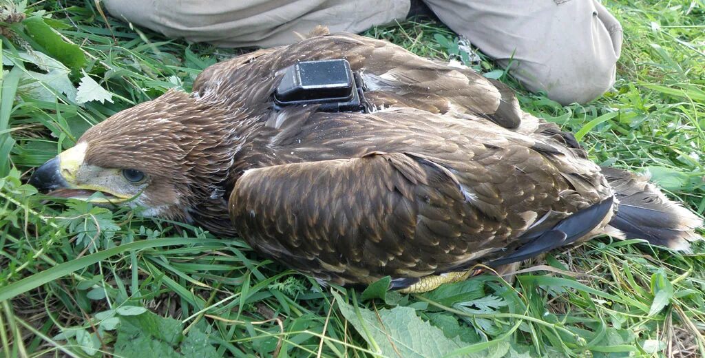 Гнездо орлана белохвоста. Карагуш птица. Управление по вопросам миграции орел. Орел могильник ареал обитания. Уфмс орел.