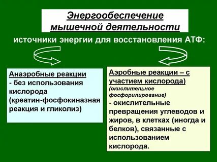 Откуда организм получает энергию для работы мышц