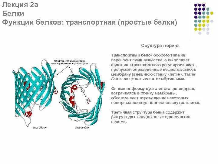 Белковые каналы и белки переносчики биохимия. Транспортная функция белков. Переносят различные вещества это. Транспортная функция белков клетки. Специфические транспортные белки ретинолсвязывающий белок.