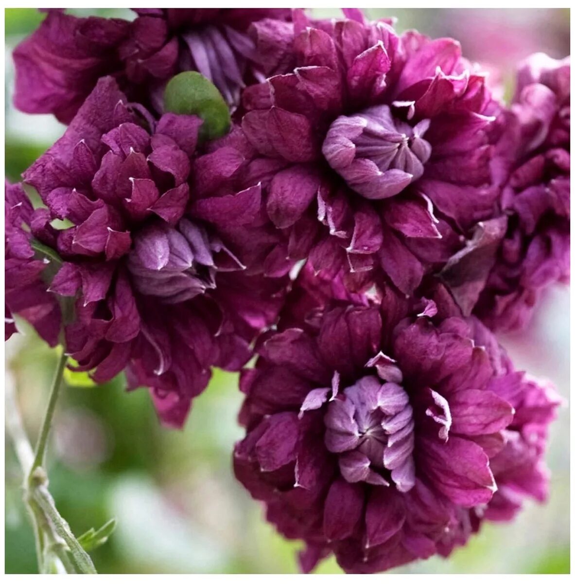 Пурпуреа плена фото. Клематис purpurea plena elegans (пурпуреа плена элеганс). Клематис ботанический "purpurea plena elegans", пурпуреа плена элеганс. Клематис плена элеганс. Клематис ботанический пурпуреа плена элеганс.