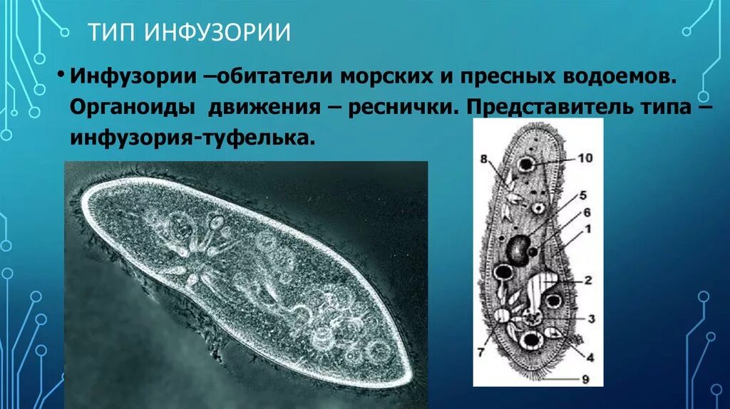 Докажите на конкретных примерах что инфузории. Представители тип инфузории туфельки. тип инфузории инфузория туфелька. инфузория туфелька реснитчатая. инфузория туфелька органоиды движения.