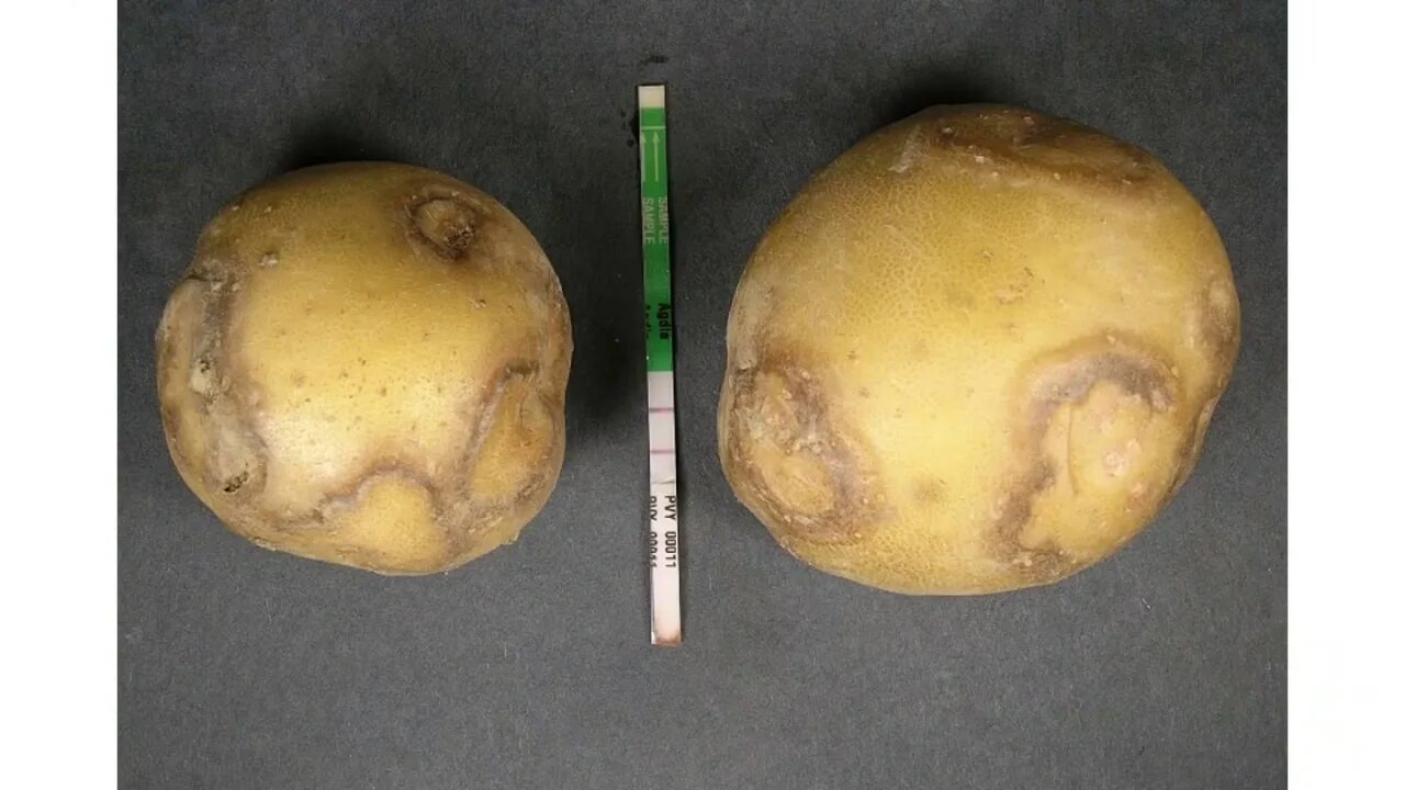 Viruses potato. Вирус картофеля y potato virus y. некроз клубней картофеля.