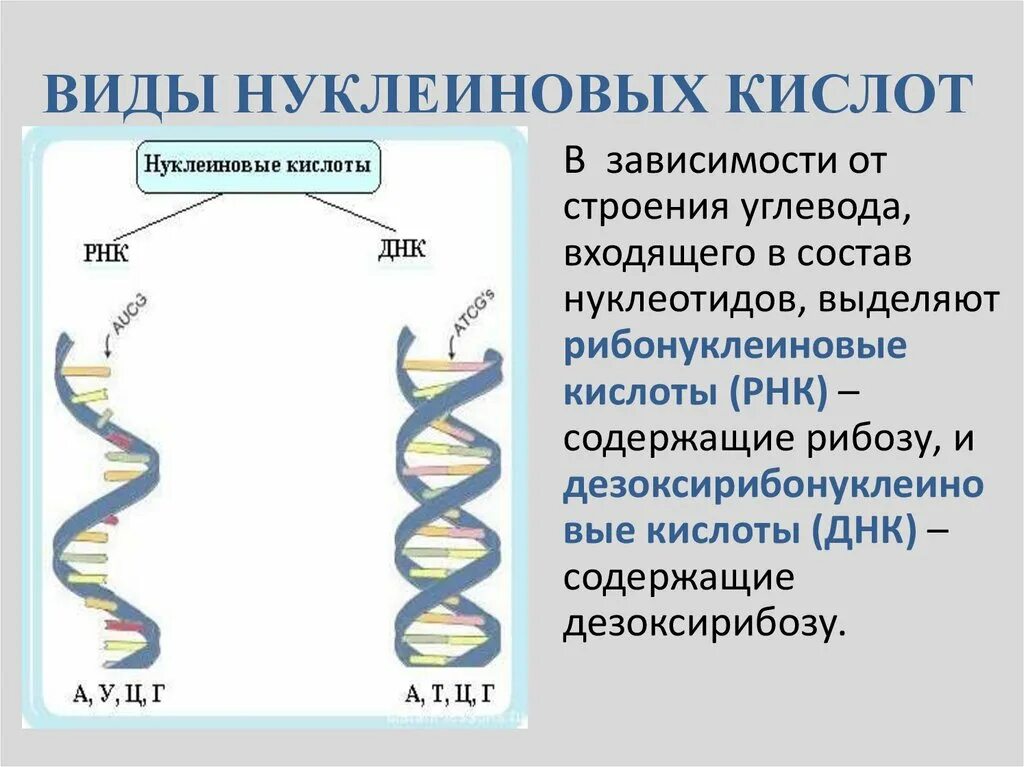 Днк и рнк общее. Структура нуклеиновых кислот ДНК И РНК. Нуклеиновые кислоты структура ДНК. Функции нуклеиновых кислот ДНК И РНК. Структура нуклеиновых кислот РНК.