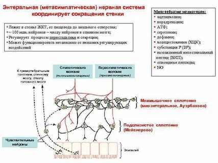 Стенки нервной системы