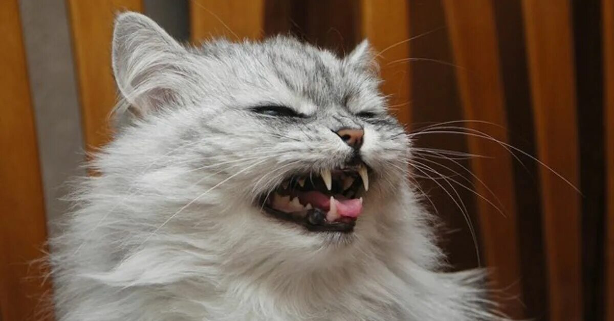 Кошка тиран. Черная пантера ягуар меланист. Почему моя кошка тиран. Кошку которая может себе телефон заряжать. Кот с хозяином на кресле.