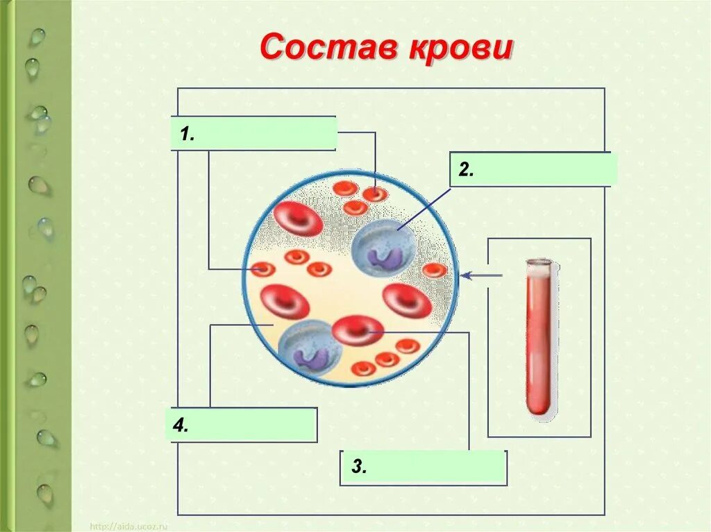 Кровь строение рисунок. Состав крови человека рисунок. Схема внутренняя среда организма 8 класс. Состав крови задание. Биология схема состава крови.