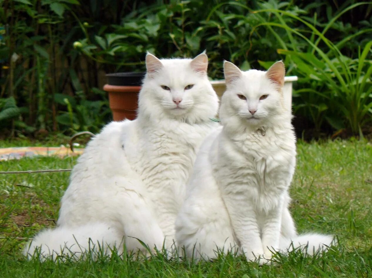 Две белые кошки
