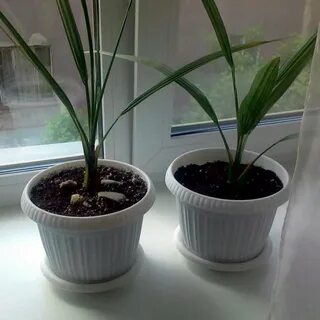 Как растет финик из косточки