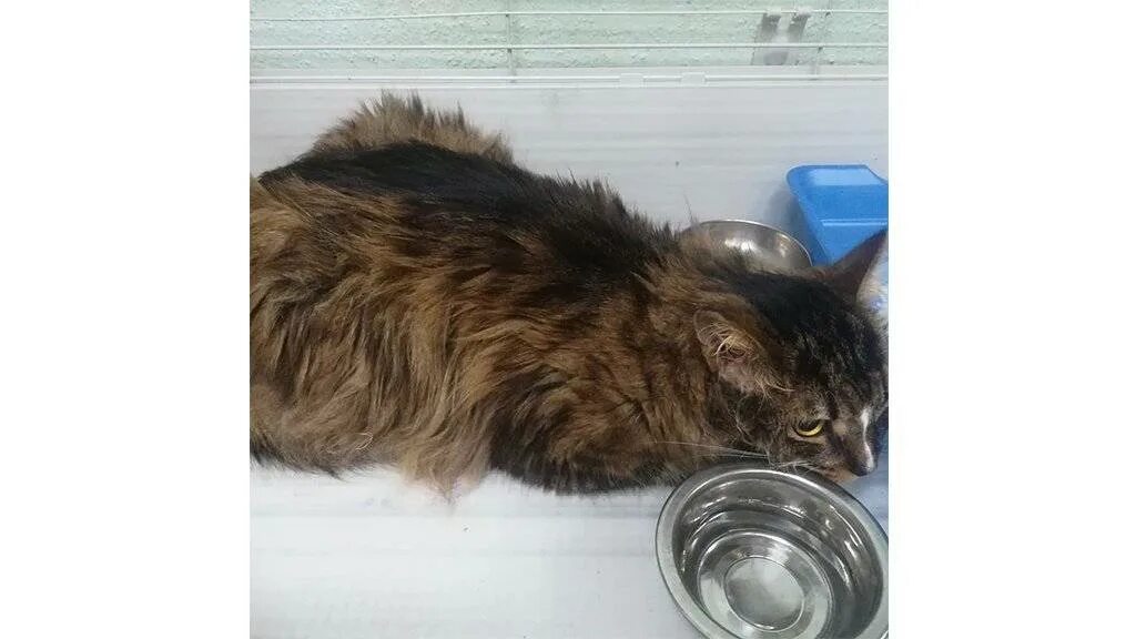 Могут ли кошки загулять