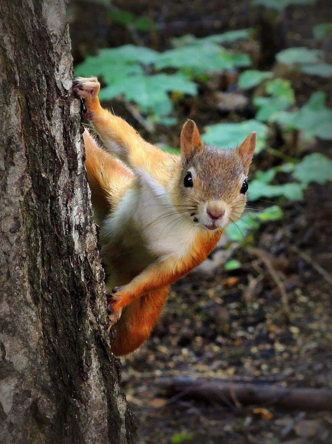 белка выглядывает. любопытный бельчонок. ласковый бельчонок. удивленная белка. белка удивилась.