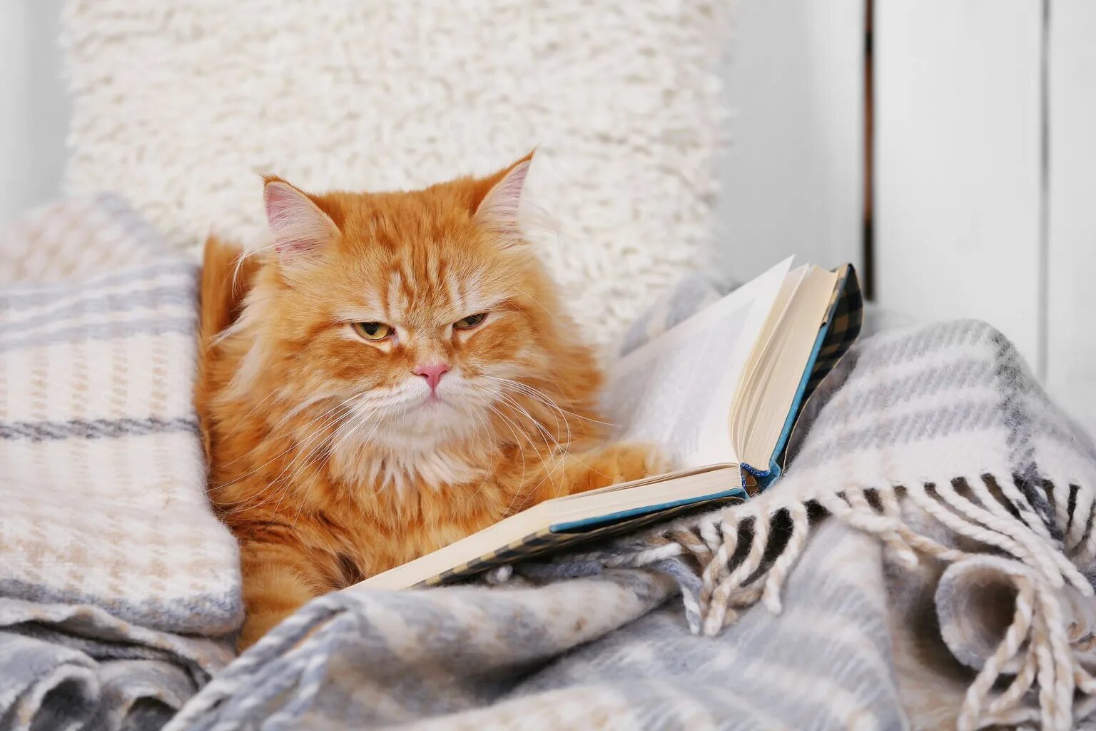 Книги про кошек. Котик читать. Кот читает книгу. Котик читать. Кошка с книжкой.