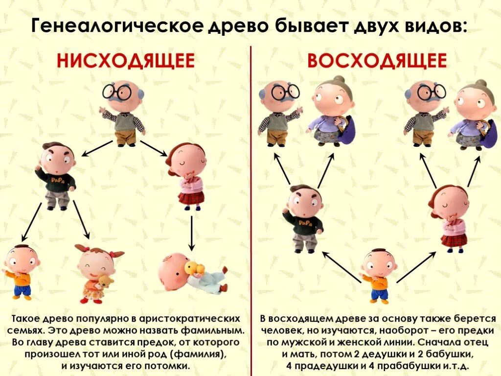 Какие родственники относятся к роду. Генеалогическое Древо степень родства. Родословное дерево нисходящая схема. Семейное Древо восходящее нисходящее. Восходящее и нисходящее родство.