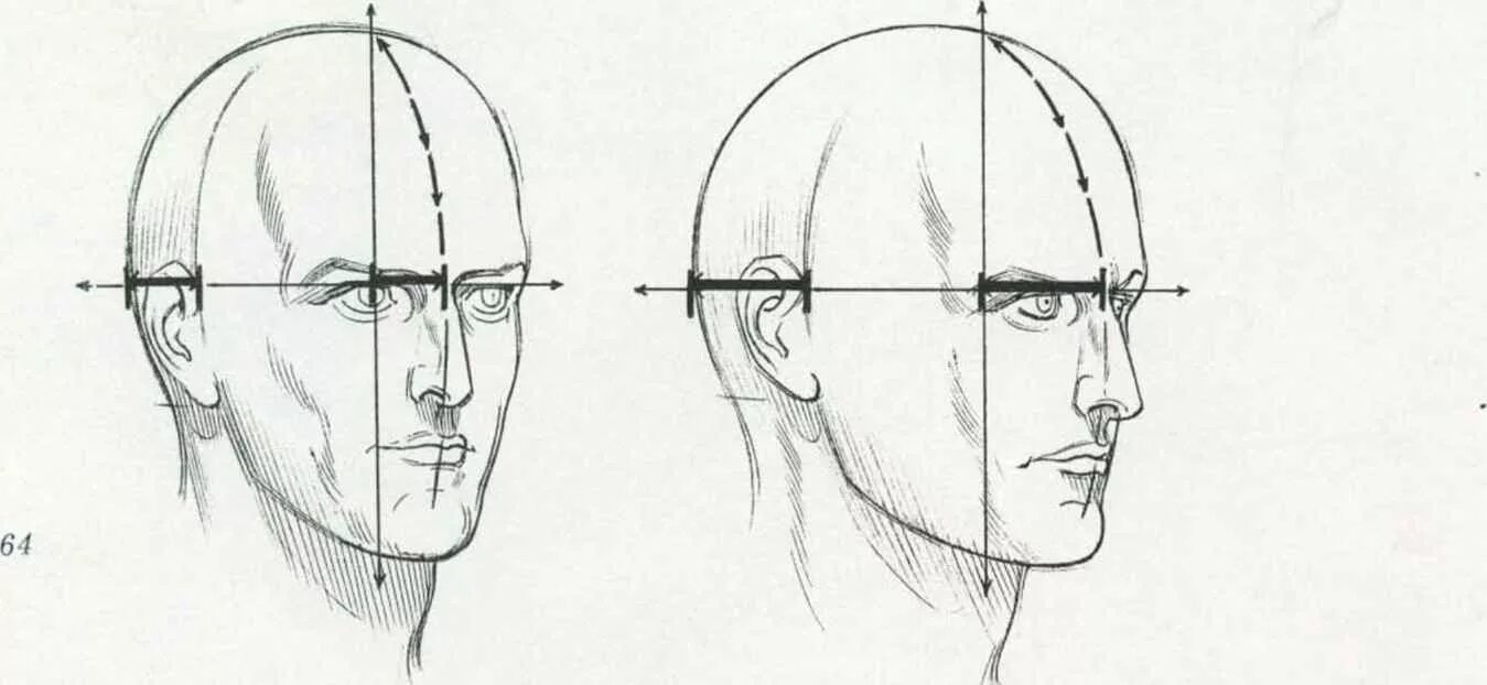 У взрослого человека голова занимает. Схема головы человека в профиль и анфас. Рисунок головы человека в профиль и анфас. Пропорции головы человека анфас. Пропорции головы в профиль и анфас.