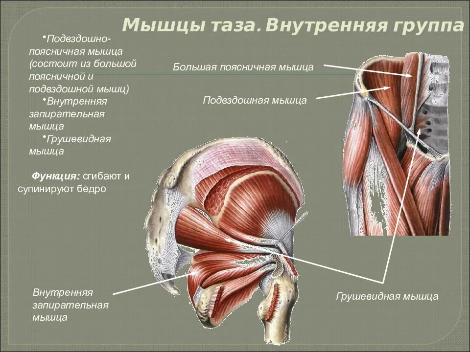 Мышцы тазового пояса наружная группа. Ягодичные мышцы анатомия строение. Мышцы таза вид спереди анатомия.