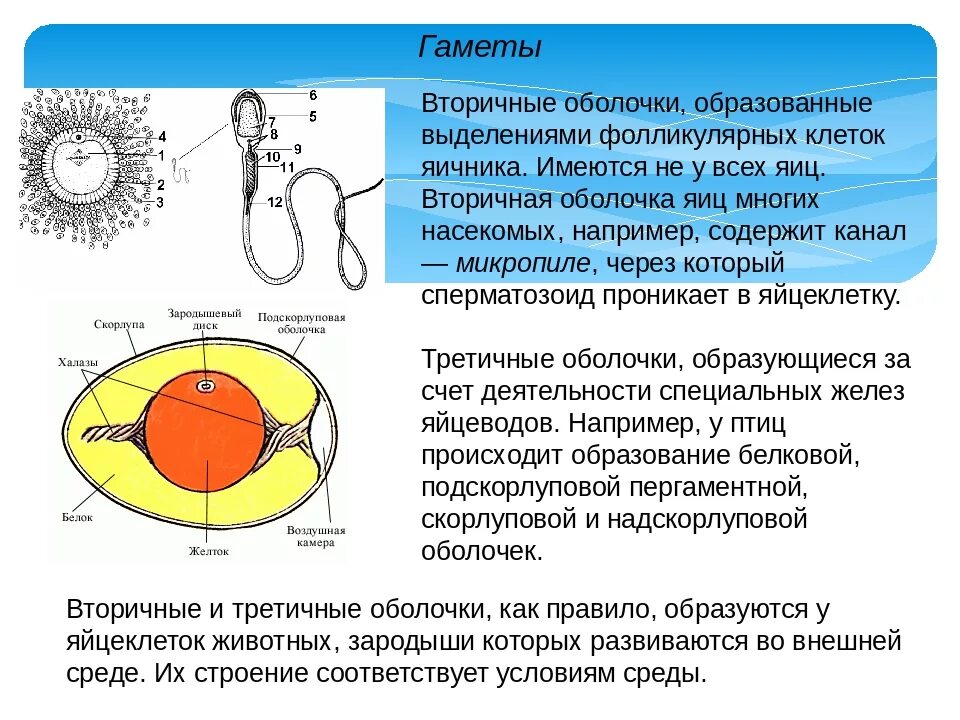 Мужскими половыми клетками являются. Строение яйцеклетки биология 10. Строение половых клеток. Строение половых клеток гамет. Строение мужских и женских гамет.