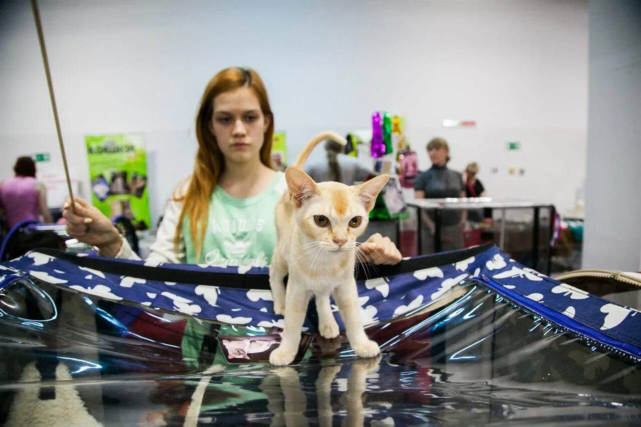 Выставка котят вднх 2024. Выставке "кошарики шоу" в москве. Выставка котят вднх 2024. Выставка кошарики шоу вднх. Выставка кошек вднх 2024.