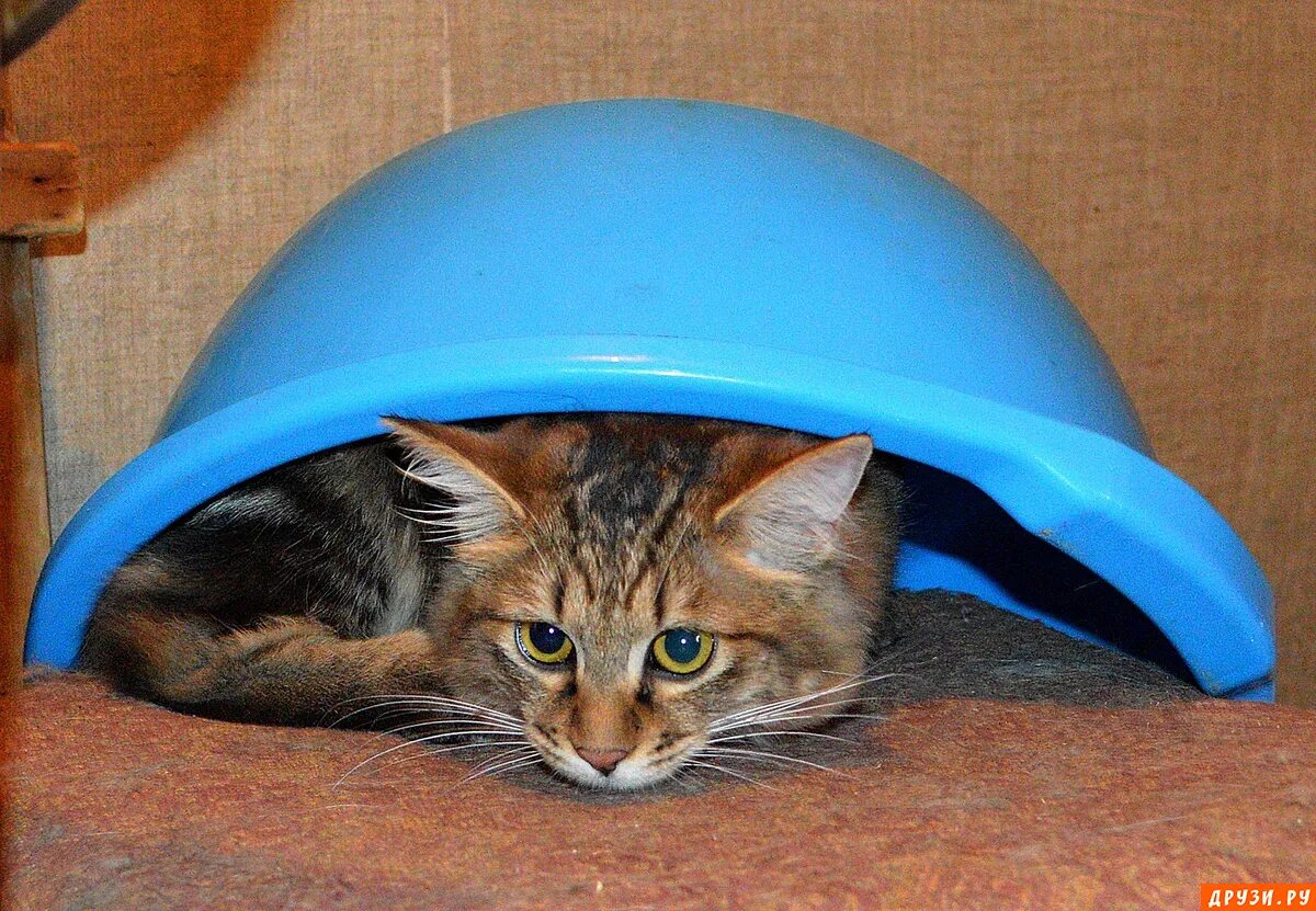 накрылся медным тазом. медный таз - карикатура. медный таз накрылось медным. накрыться медным тазом рисунок. медный таз.