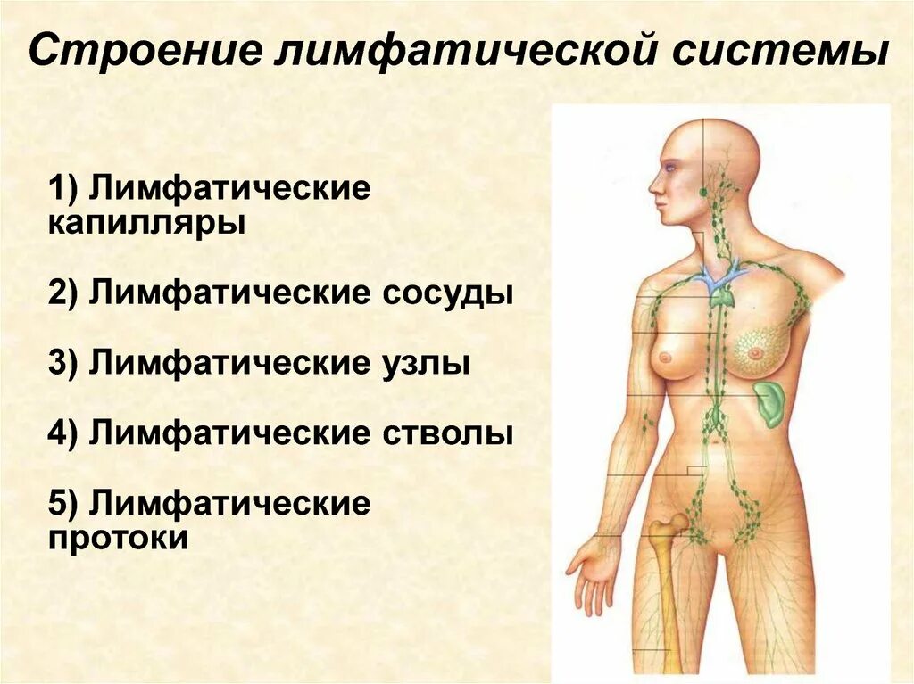 Лимфатическая система часть