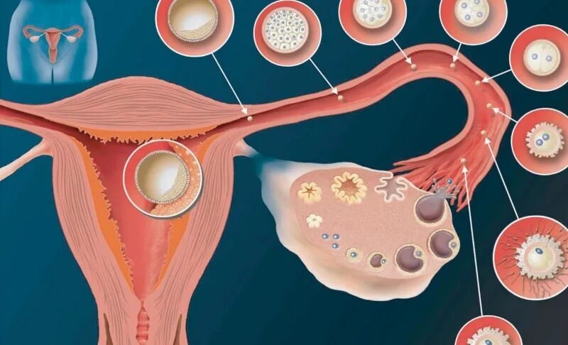 Что происходит с женщиной во время овуляции. Яйцеклетка женщины. Яйцеклетка созревает в. Процесс овуляции.