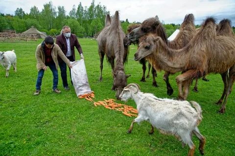 Парк кочевник