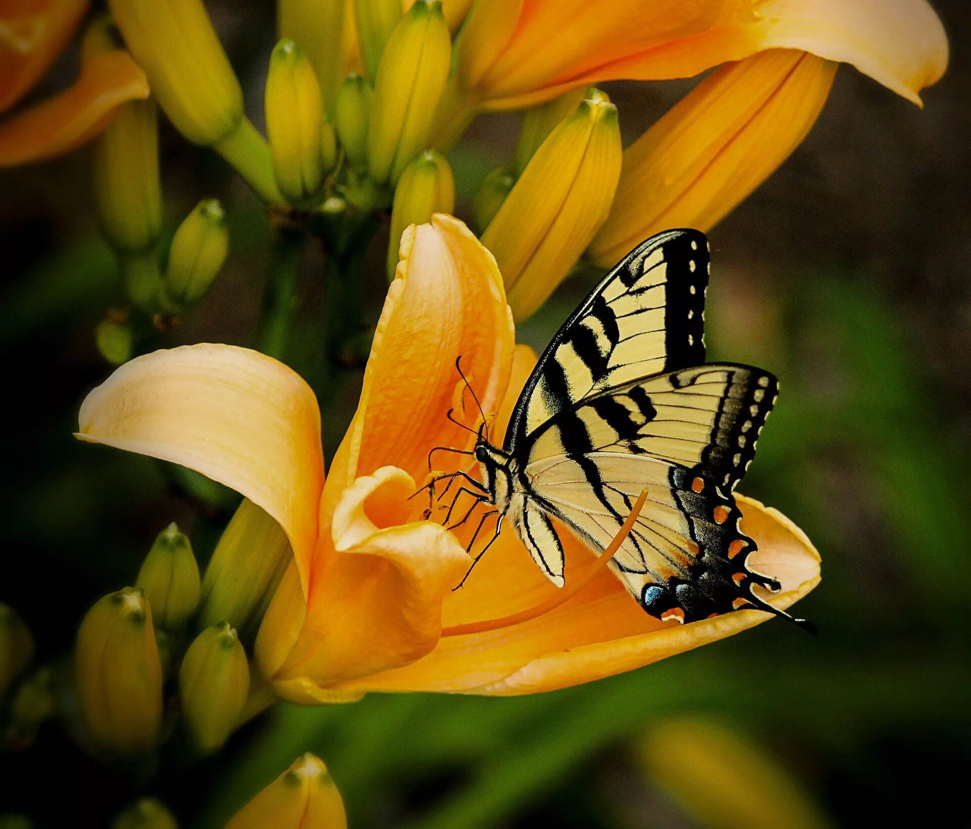 Красивые бабочки на цветах. Бабочки в цветах. Жёлтая бабочка. Бабочка на цветке. Обои с бабочками.
