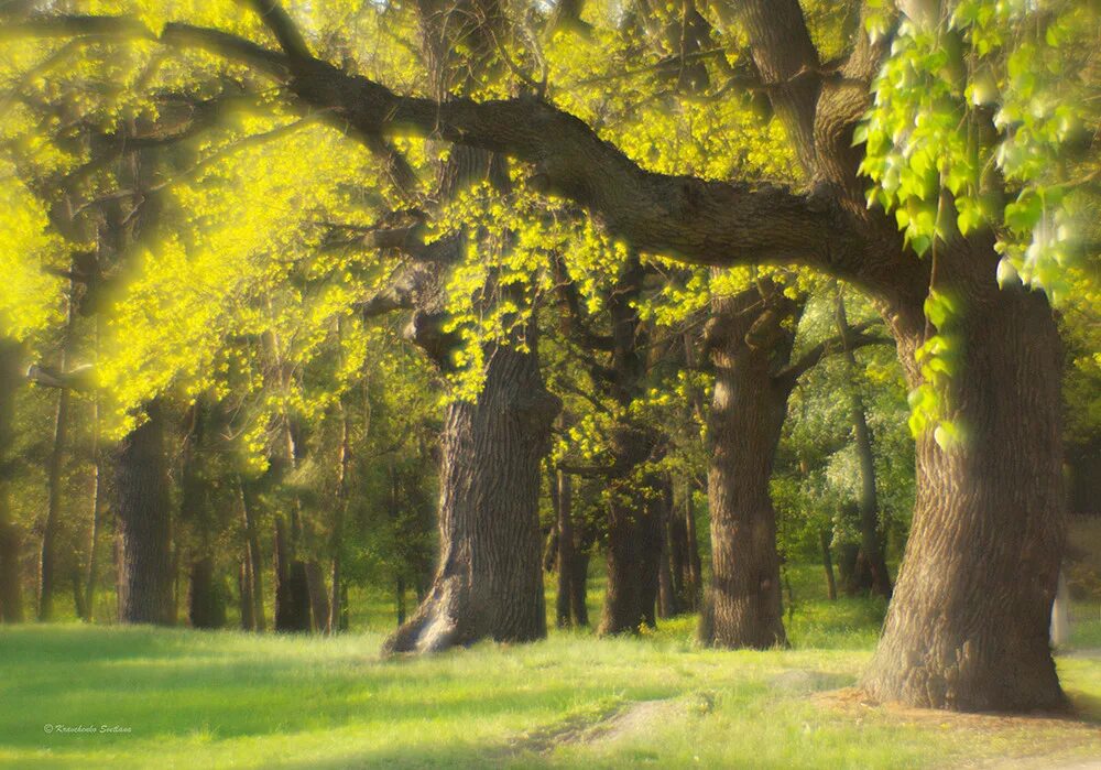 Дуб черешчатый осенью. Три дерева. Дуб грэвис. Дуб 3д. Раскидистая крона дуб.