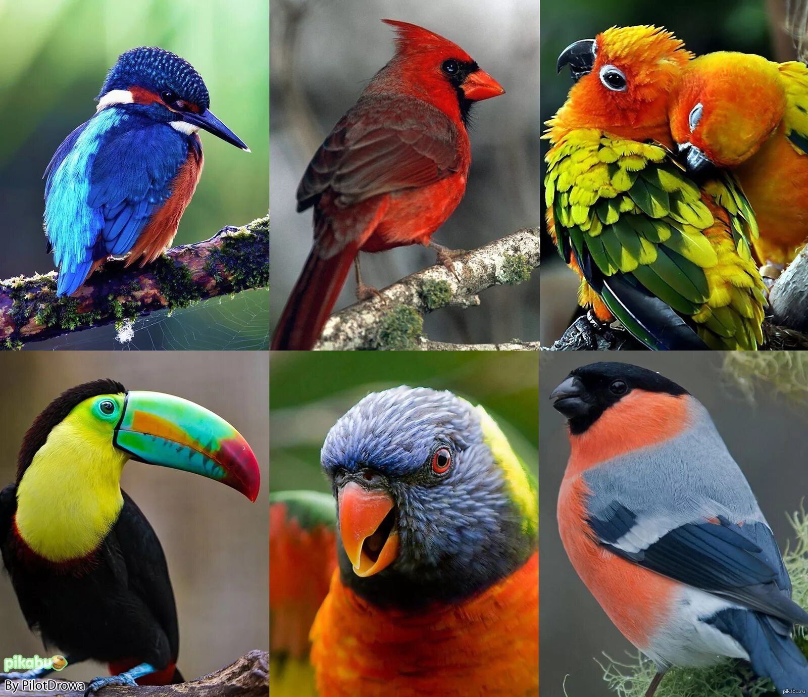 Разные птицы. Разноцветные птицы. Красивые разноцветные птицы. Экзотические птицы.