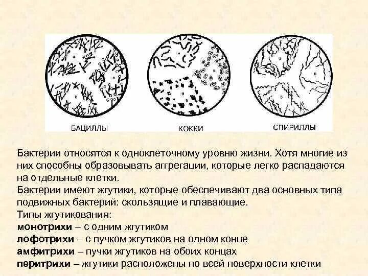 Бактерии являются тест. К палочковидным бактериям относятся. Размножение кокков. Бактерии по типу размножения. К подвижным бактериям относятся.