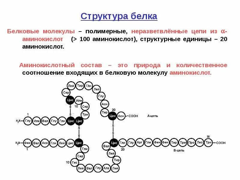 В состав белков входит определенное количество аминокислот. Структура белка строение белковой молекулы. структура молекулы белка формула. строение белка первичная структура формулами. структуры молекул белков.