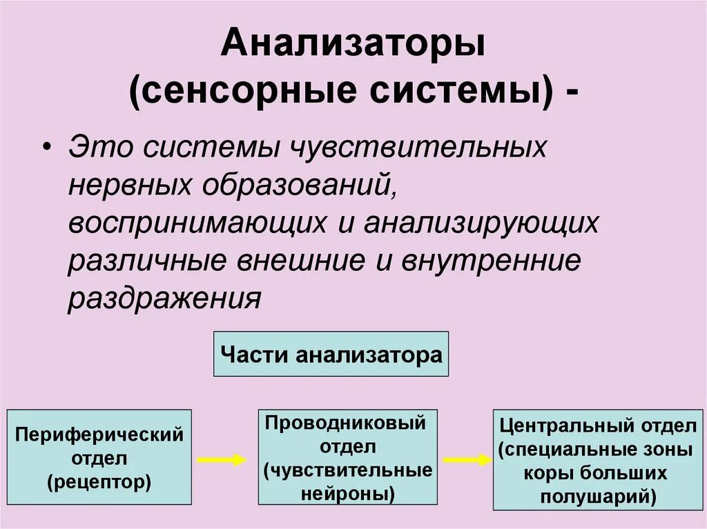 Элементы сенсорных систем. Строение анализатора восприятия. Анализаторы сенсорные системы. Анализаторы или сенсорные системы. Анализатор это в психологии.