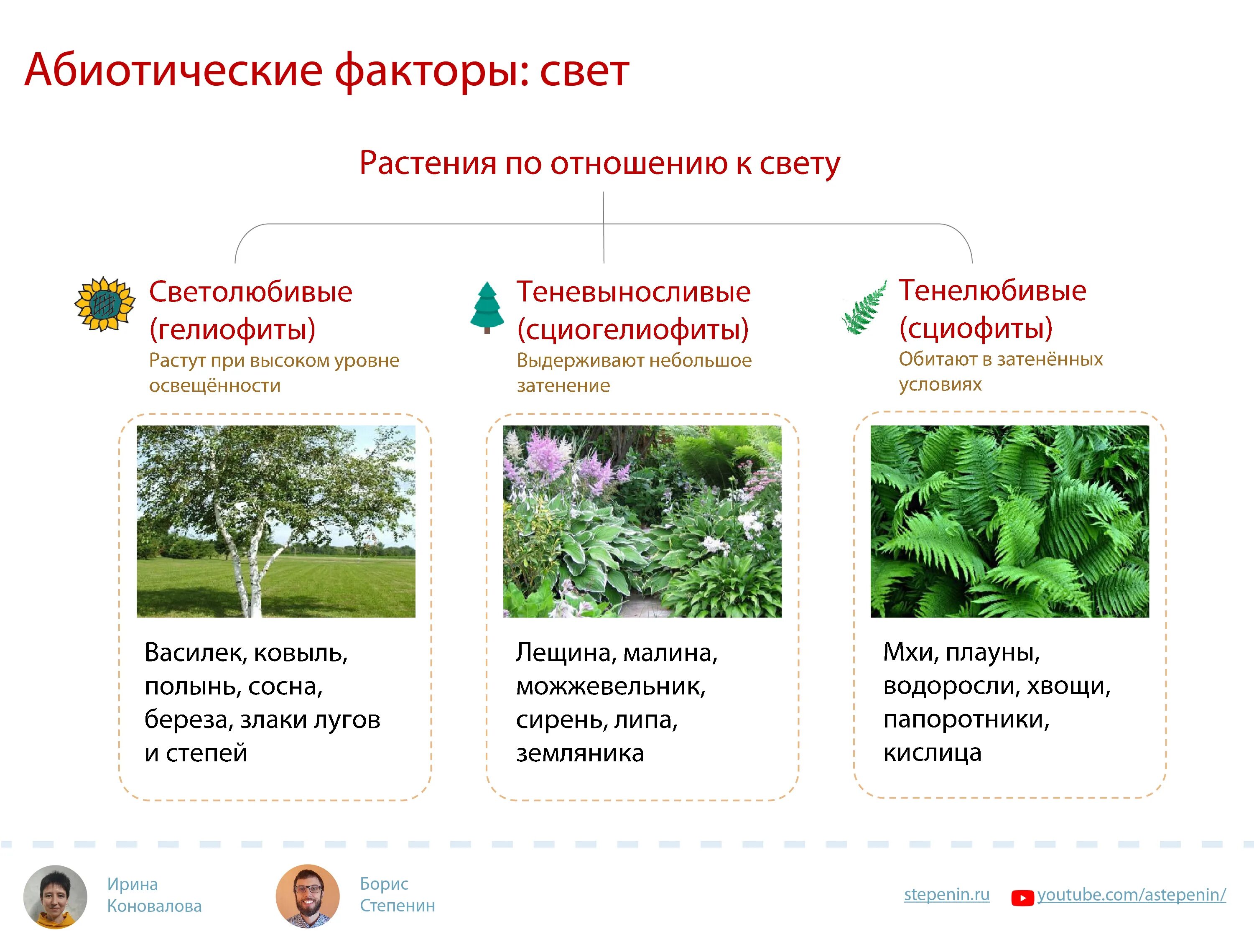 Распределите по группам характеристики светолюбивых и тенелюбивых. Экологические группы растений по отношению. Растения по отношению к освещенности. Растения разных экологических групп. Экологические группы растений таблица.