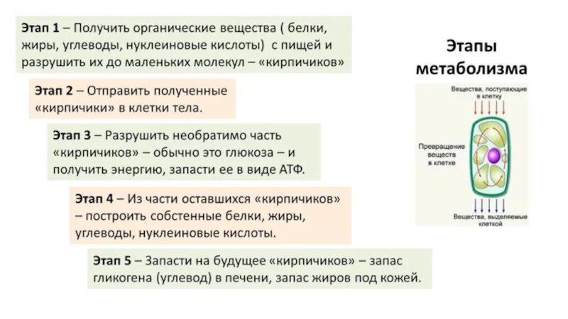 Процессы обмена веществ происходят в клетках. Метаболизм биология 9 класс. обмен веществ примеры. обмен веществ это в биологии. обмен веществ презентация.
