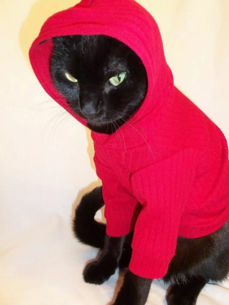 Кошечка с одеждой. Кот в одежде. Кот в костюме. Одежда для котов. Костюм кошки.