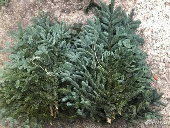 Лапник нобилис. Канадская ель нобилис. Nobilis. Пихта нобилис ветки. Лапник нобилис.