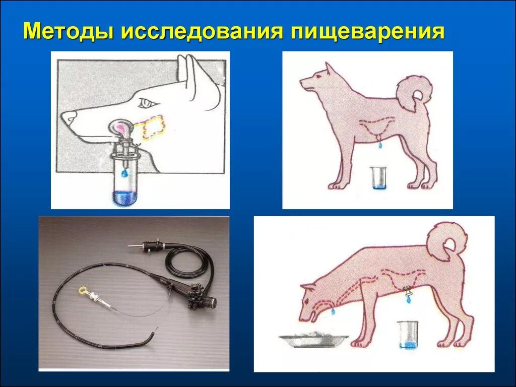 Методы исследования функций пищеварительной системы. Исследование органов пищеварения. Методы изучения процессов пищеварения. Методика исследования органов пищеварения. Какие методы исследования представлены на рисунках