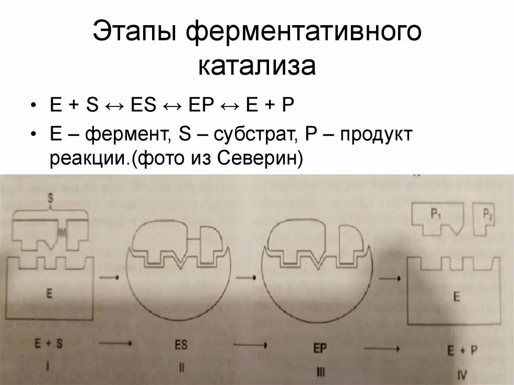 Этапы действия ферментов. Механизм действия ферментов: этапы ферментативного катализа. Стадии ферментативного катализа. Общая схема ферментативного катализа. Этапы процесса ферментативного катализа.