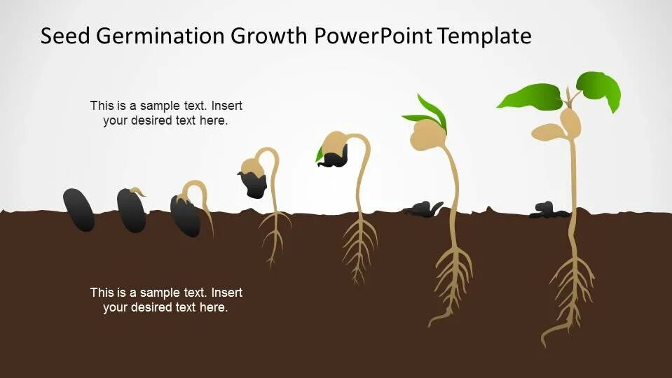 Seed germination. Stages of germination. Germination process. Seed Stages of growth. Different stages