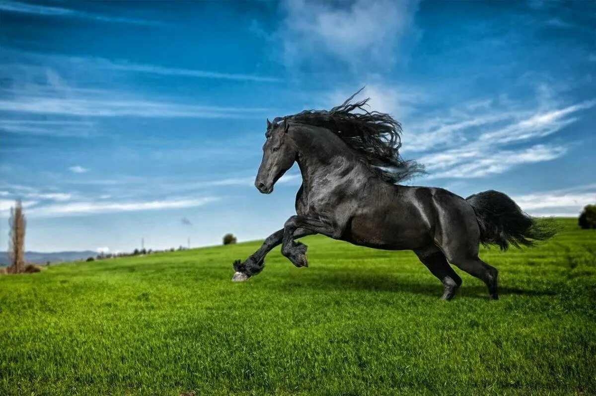 Убегающий конь. Дикий гнедой Мустанг. Красивые лошади. Лошадь бежит. Красивый конь.