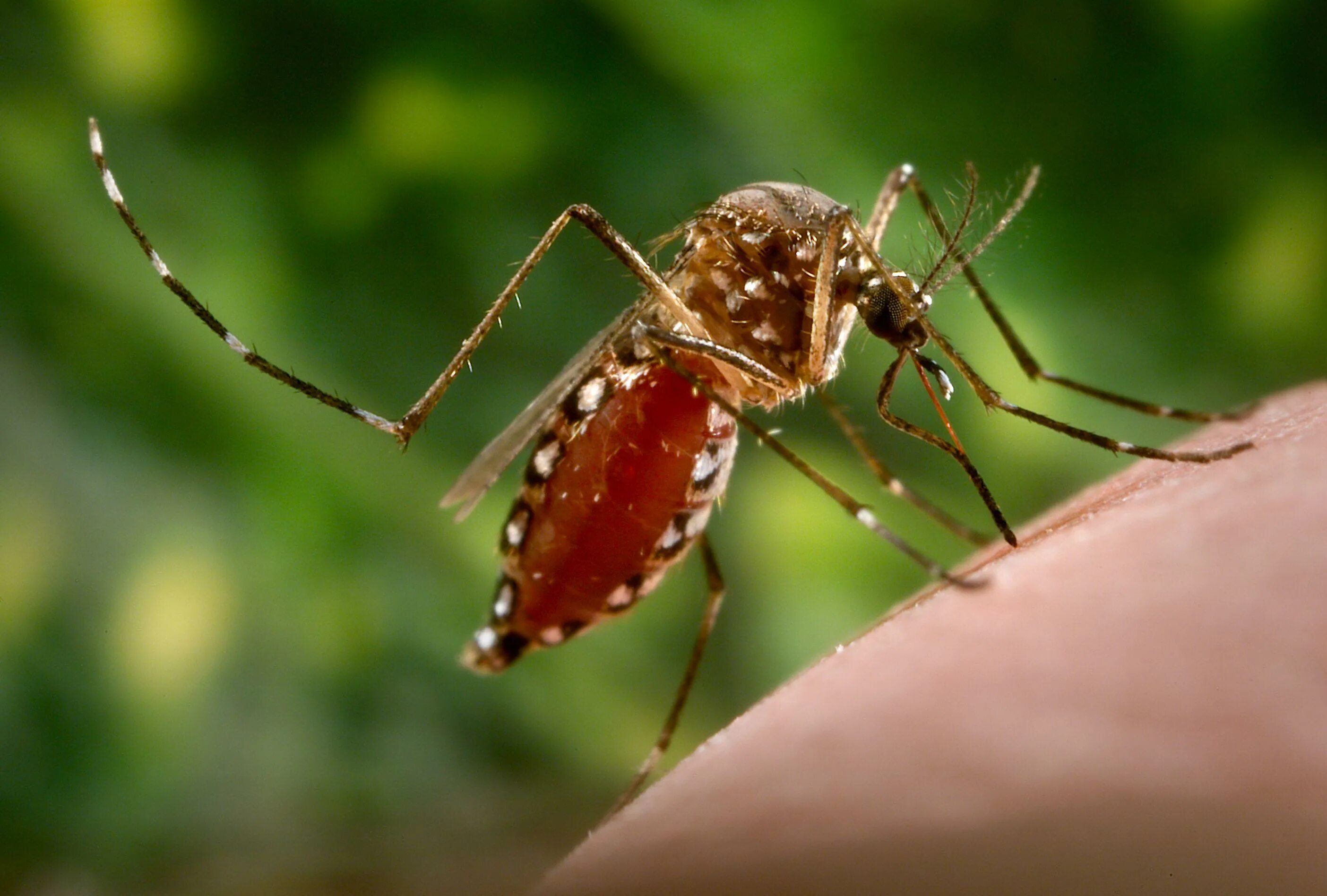 Комары переносчики заболеваний. Комар Денге. Aedes aegypti комар. Лихорадка Денге комар.