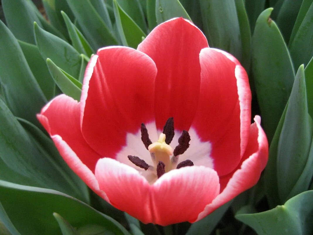 сорта тюльпанов kung fu. тюльпан кунг фу tulipa kung fu. тюльпан кунг фу. сорта тюльпанов kung fu. тюльпан сорт кунг фу.