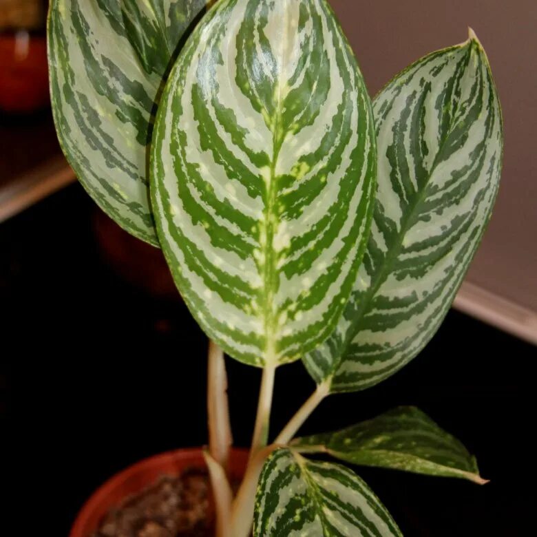 аглаонема страйп. аглаонема грин сан. аглаонема green sun. аглаонема санрайз грин. аглаонема green sun.