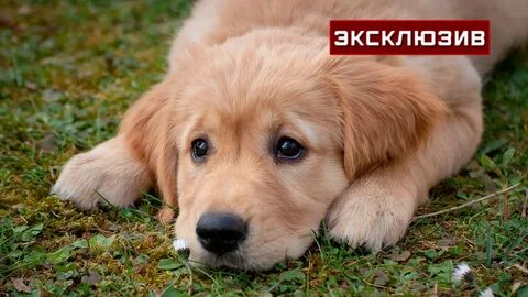 Пригласить собаку