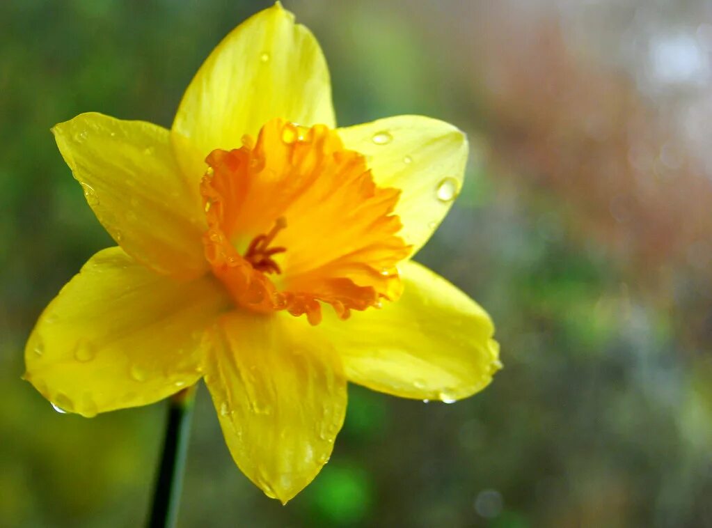 Нарцисс артик беллз. Daffodil wales. Символ уэльса daffodil. Символ уэльса daffodil. Желтый нарцисс daffodil уэльс.