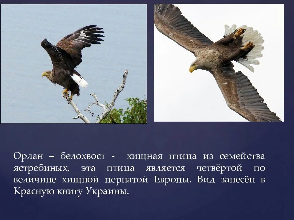 Орлан красная книга. Орлан-белохвост красная книга. Орлан белохвост занесен в красная книга. Орлан белохвост когти. Орлан-белохвост красная.