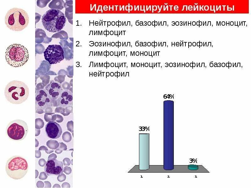 Почему повышенные базофилы. Базофилы эозинофилы нейтрофилы моноциты и лимфоциты функции. Базофилы нейтрофилы эозинофилы моноциты. Нейтрофилы базофилы эозинофилы функции. Эозинофилы базофилы моноциты.