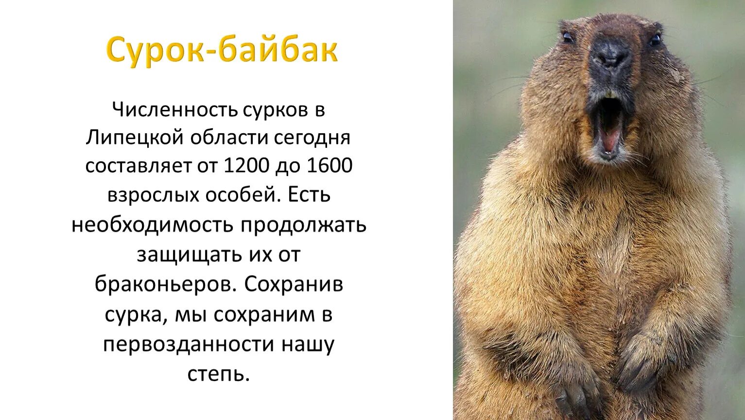 Барсук и сурок. Байбак животное. Приволжский сурок-байбак. Степной сурок байбак. Байбак фото животного и описание.